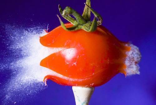 alansailer_explosion-de-un-tomate alansailer_explosion-de-un-tomate