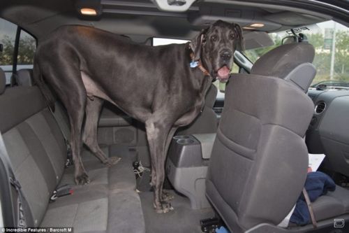 1261557350_worlds-tallest-dog-03