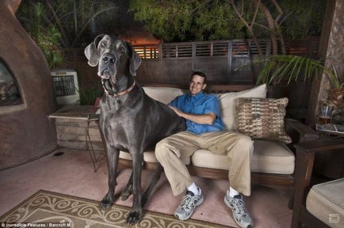 1261557351_worlds-tallest-dog-01