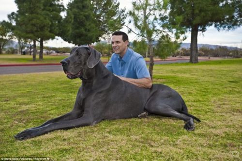 1261557351_worlds-tallest-dog-02