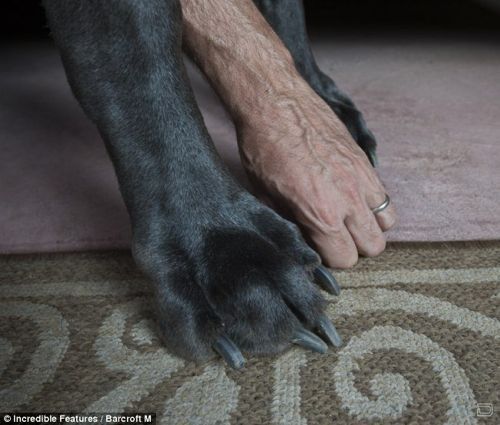 1261557418_worlds-tallest-dog-04