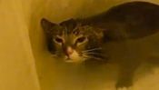 gato