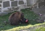 Atacado por un oso tras saltar la valla