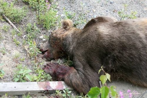 big_fucking_bear_02 big_fucking_bear_02