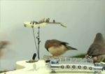 Pájaros tocando la guitarra