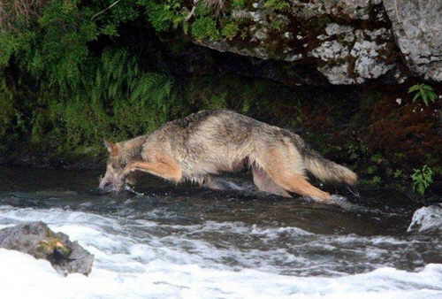 lobo-pescando-01 lobo-pescando-01