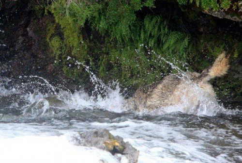 lobo-pescando-03 lobo-pescando-03