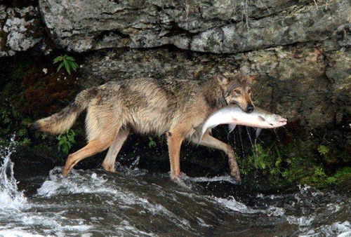 lobo-pescando-05 lobo-pescando-05