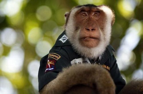 monkey_police_01 monkey_police_01