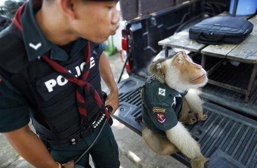 monkey_police_02 monkey_police_02