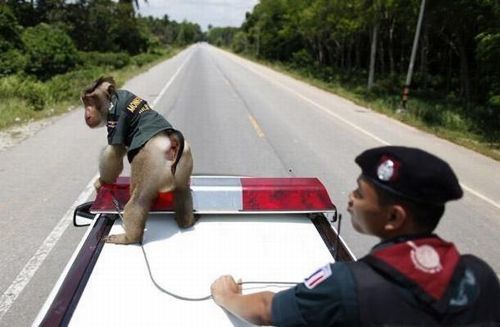 monkey_police_03 monkey_police_03