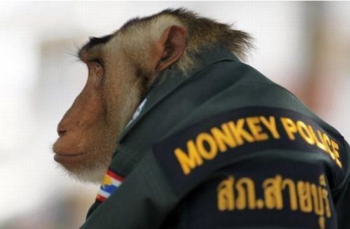 monkey_police_05 monkey_police_05