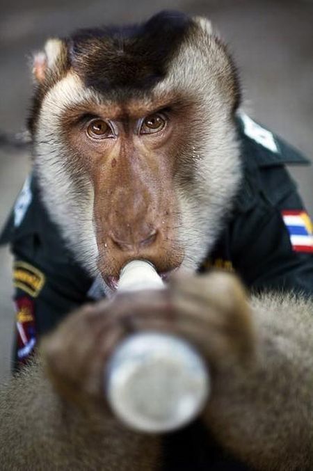 monkey_police_06 monkey_police_06