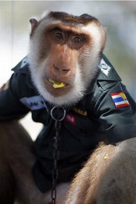 monkey_police_08 monkey_police_08