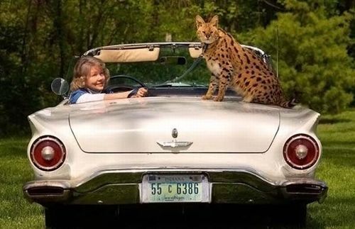 most_unusual_pets_07 most_unusual_pets_07
