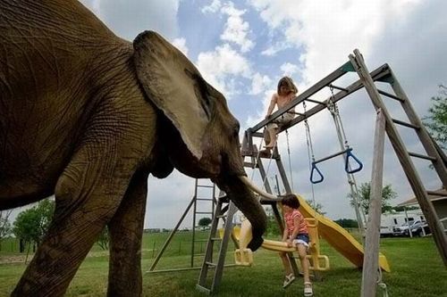 most_unusual_pets_10 most_unusual_pets_10
