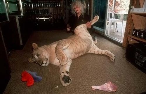 most_unusual_pets_13 most_unusual_pets_13