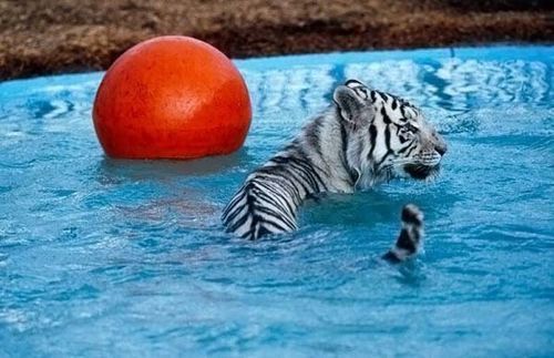 most_unusual_pets_15 most_unusual_pets_15