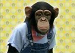 Pan-Kun el Chimpancé Japonés