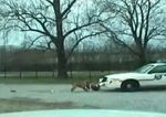 Perro vs policía