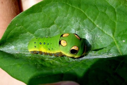 spicebush_swallowtail_caterpillar_01 spicebush_swallowtail_caterpillar_01