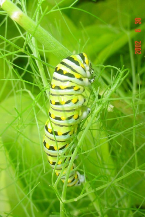 spicebush_swallowtail_caterpillar_02 spicebush_swallowtail_caterpillar_02