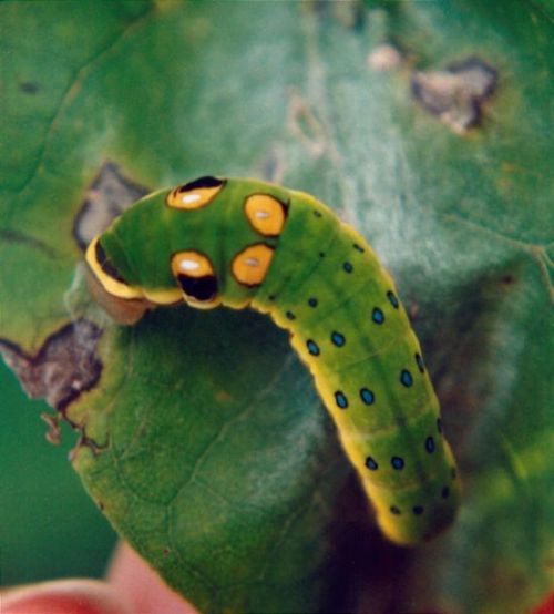 spicebush_swallowtail_caterpillar_03 spicebush_swallowtail_caterpillar_03