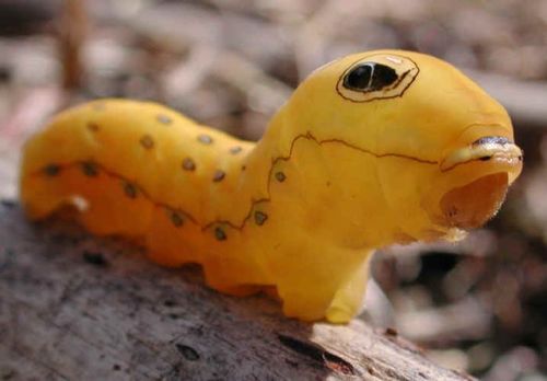 spicebush_swallowtail_caterpillar_04 spicebush_swallowtail_caterpillar_04