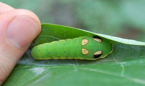 spicebush_swallowtail_caterpillar_06 spicebush_swallowtail_caterpillar_06