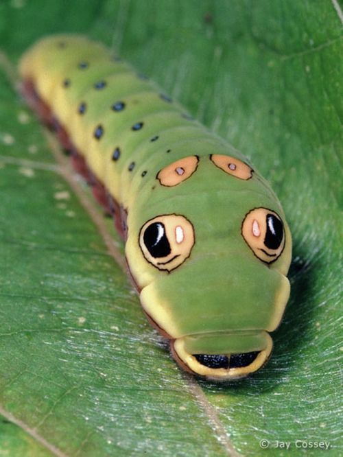 spicebush_swallowtail_caterpillar_07 spicebush_swallowtail_caterpillar_07