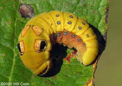 spicebush_swallowtail_caterpillar_08 spicebush_swallowtail_caterpillar_08
