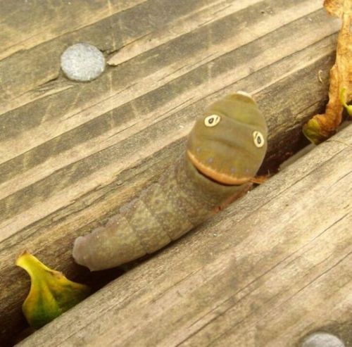 spicebush_swallowtail_caterpillar_11 spicebush_swallowtail_caterpillar_11