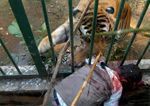 Un tigre le arranca el brazo